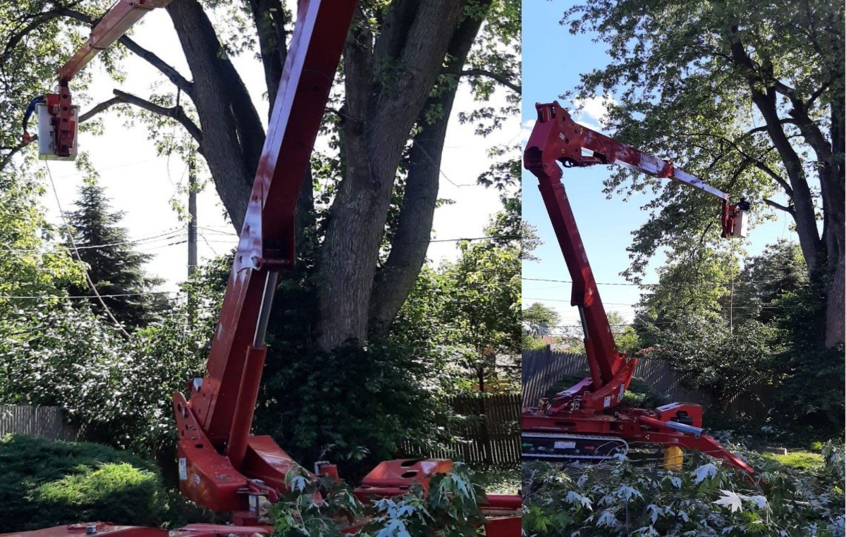 Branch Specialists Tree Service Buffalo NY