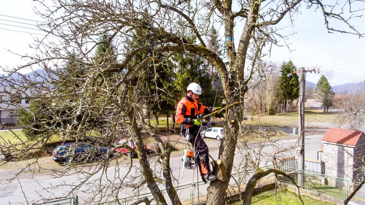 6 Things You Should Check While Considering Tree Service In Buffalo