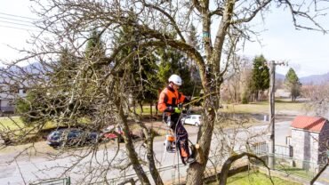 6 Things You Should Check While Considering Tree Service In Buffalo