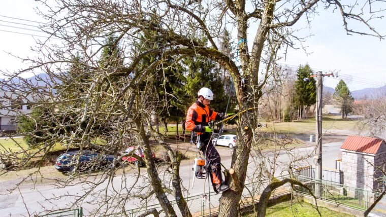 6 Things You Should Check While Considering Tree Service In Buffalo