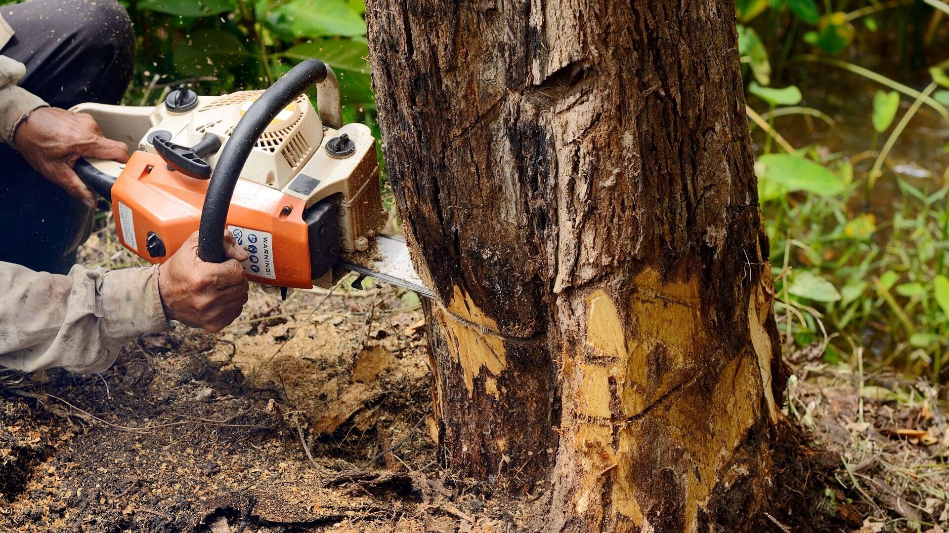 Professional Tree Removal Service at Affordable Prices