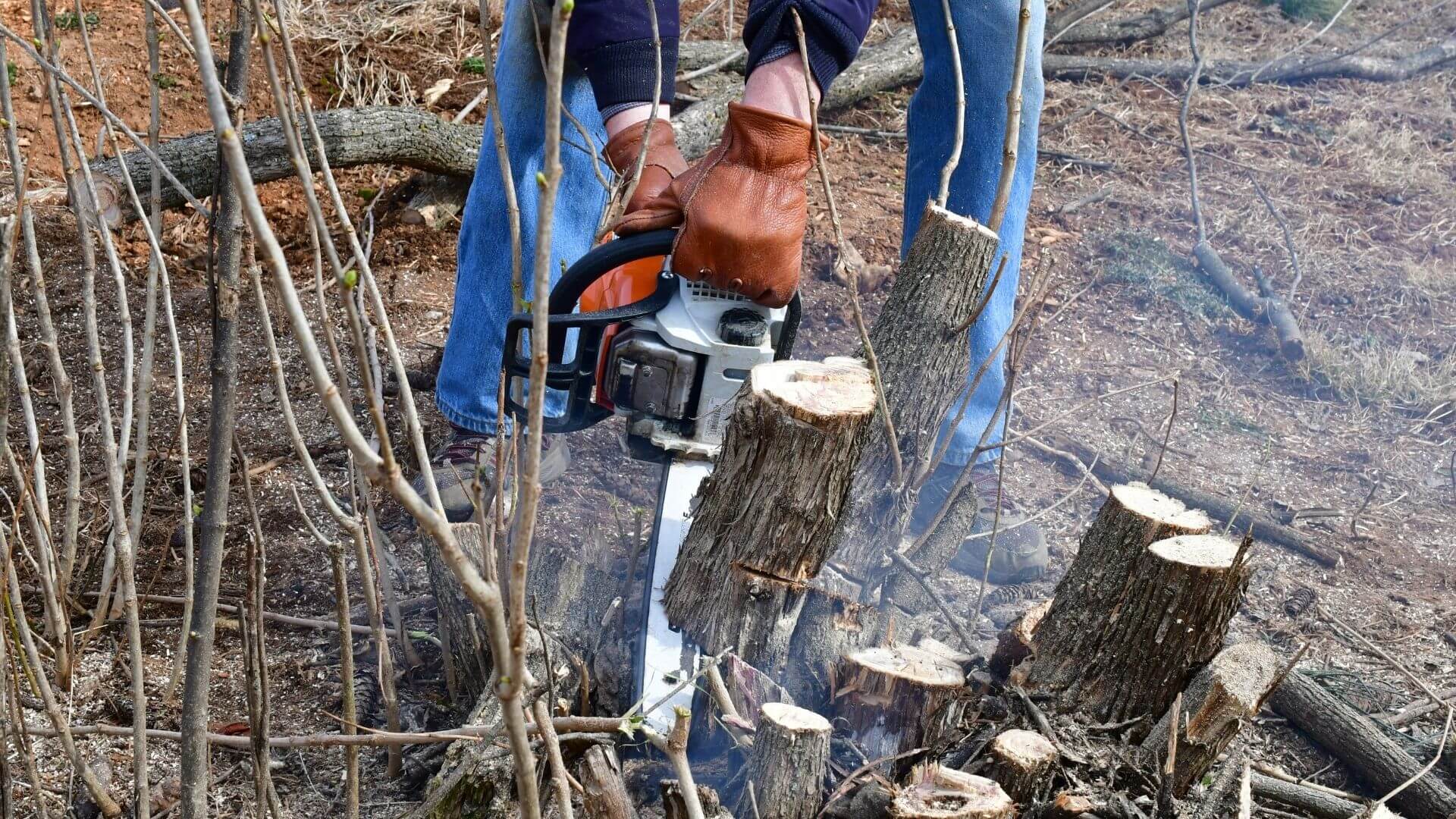 Best and Affordable Tree Service Buffalo