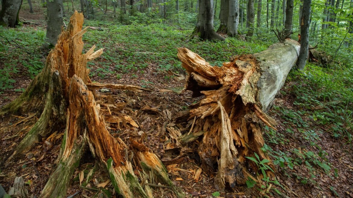 Stump Grinding Buffalo Services