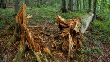 Stump Grinding Buffalo Services