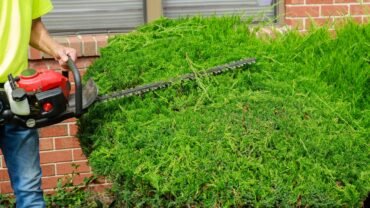 Tree Service Near Me Buffalo: How to Know Who is the Right Fit?