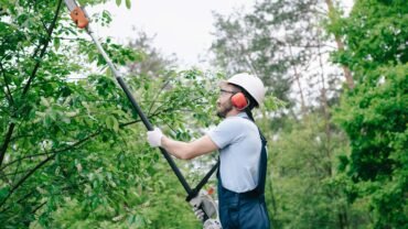 Tree Trimming Buffalo: The Ultimate Guide for Tree Trimming