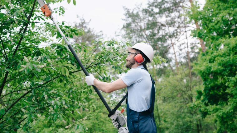 Tree Trimming Buffalo: The Ultimate Guide for Tree Trimming