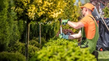 Does Tree Trimming Service Promotes Tree Health?