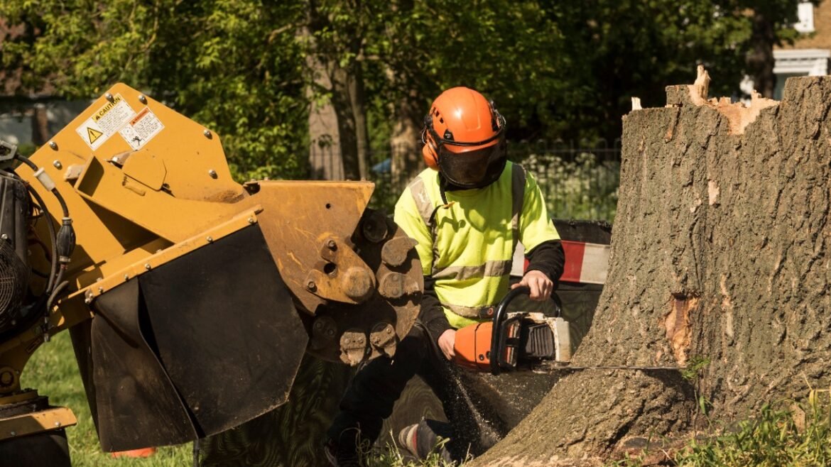 How Branch Specialists Provide the Best Stump Removal Buffalo NY?