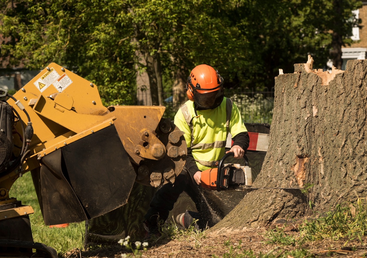 How Branch Specialists Provide the Best Stump Removal Buffalo NY?