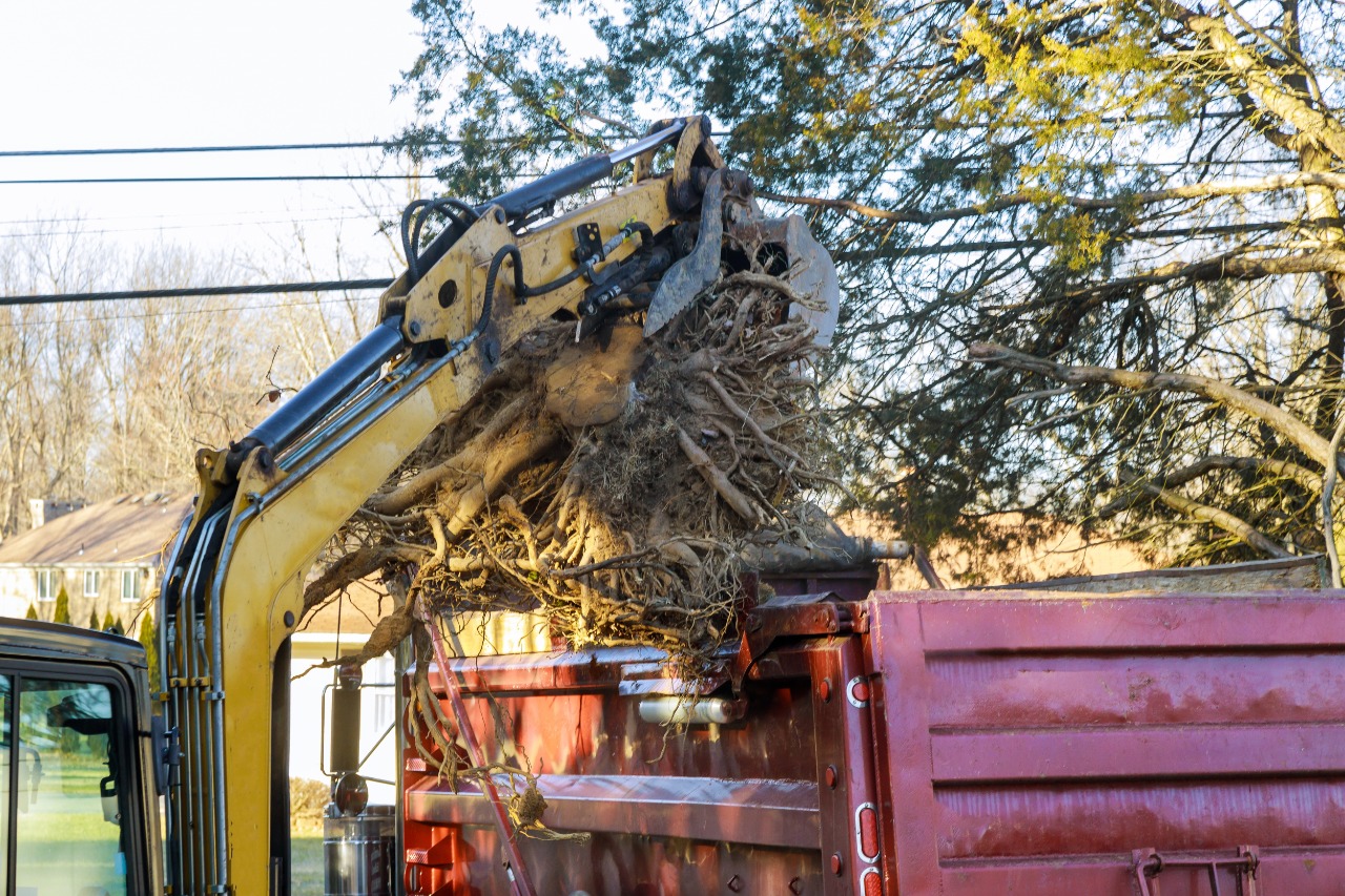Best Tree Removal in Buffalo NY: The Legal Part to Deal With