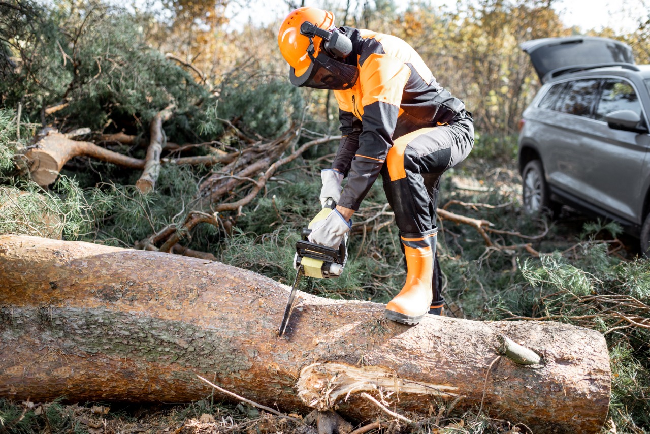 6 Signs that Tell ‘It’s Time to Hire the Best Tree Removal in Buffalo NY’