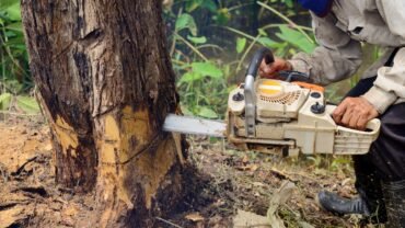 Hiring Professional Tree Service in Buffalo? Look Out for these 6 Essential Points