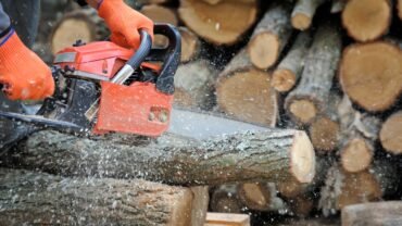 Best Tree Trimming in Buffalo NY: 5 Unknown Facts that might Surprise you