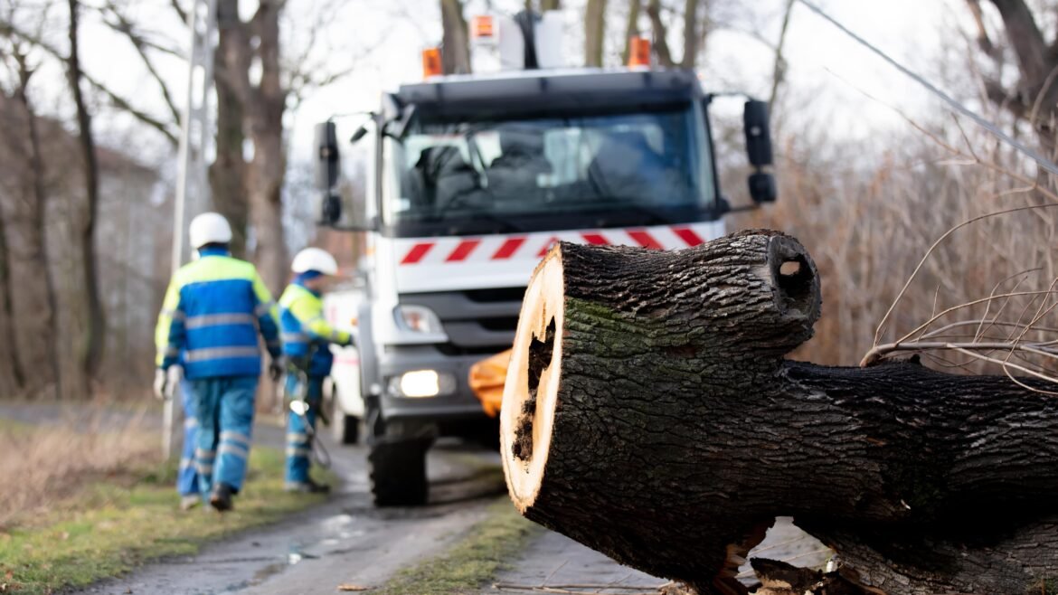 Practical Tips for Safe & Structured Best Tree Removal in Buffalo NY
