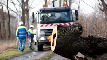 Practical Tips for Safe & Structured Best Tree Removal in Buffalo NY