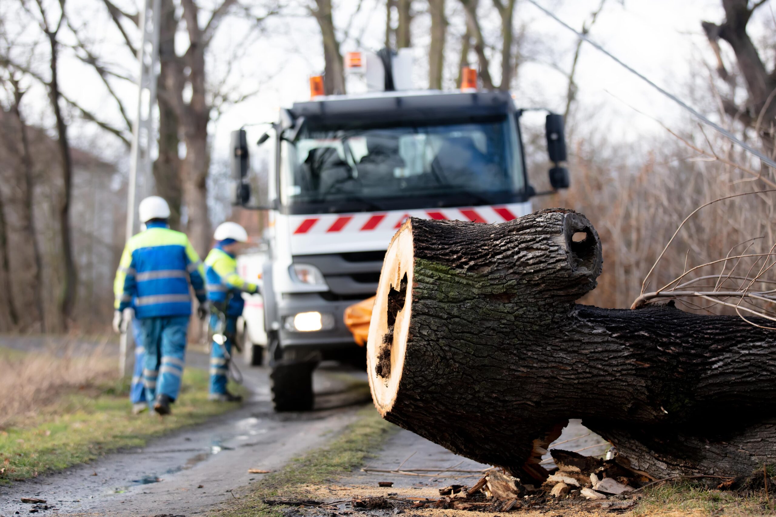 Practical Tips for Safe & Structured Best Tree Removal in Buffalo NY