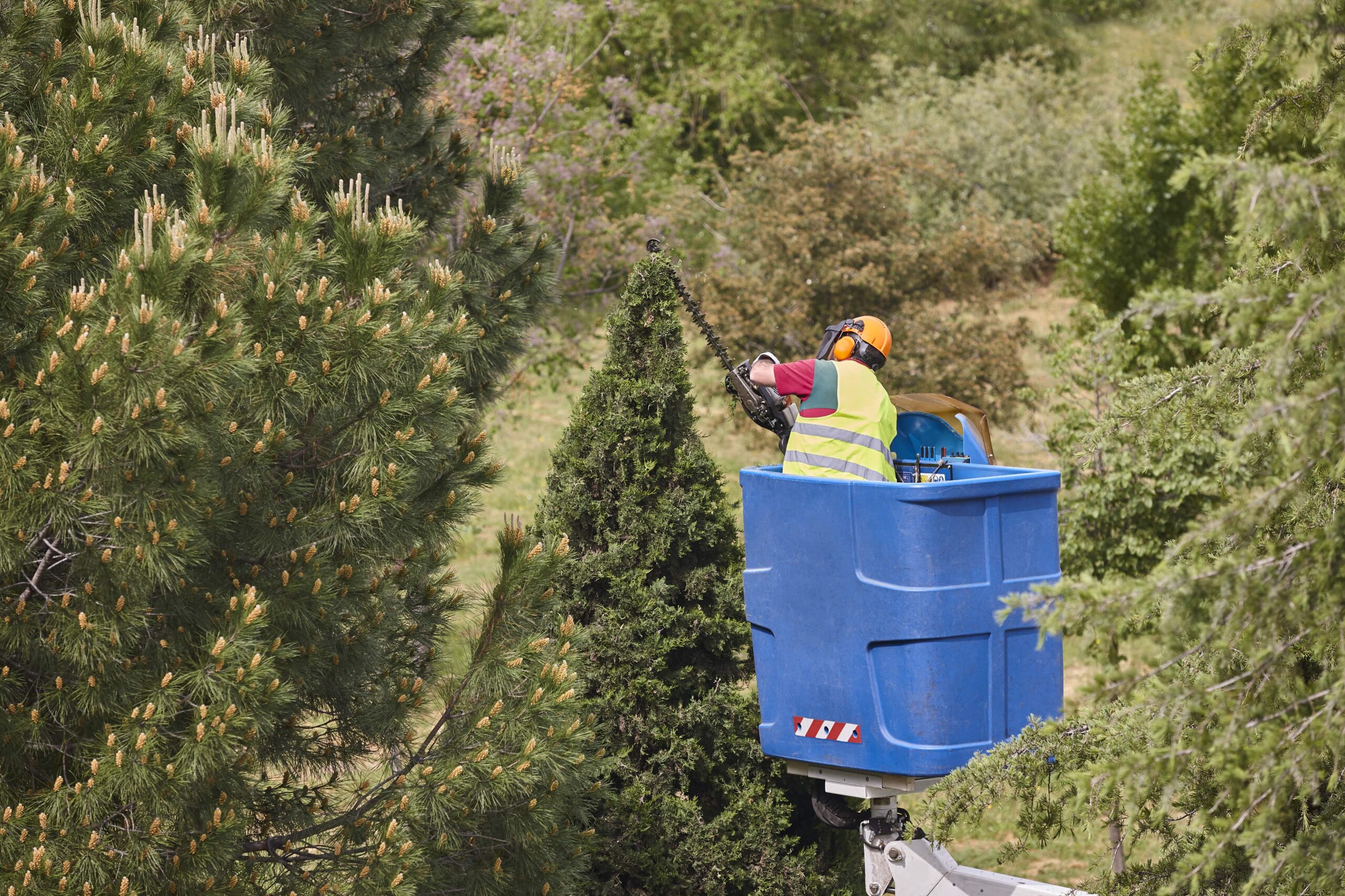 Best Tree Service Buffalo NY: 6 Key Questions to Ask Them