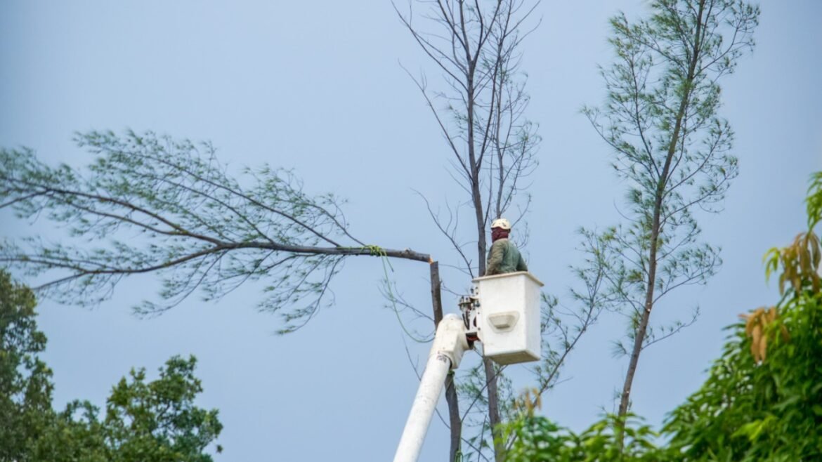 How Best Tree Service Near Me Buffalo NY Keeps my Yard Bright & Healthy
