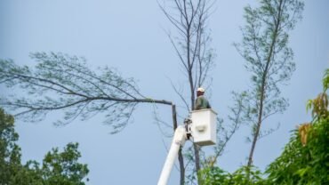 How Best Tree Service Near Me Buffalo NY Keeps my Yard Bright & Healthy