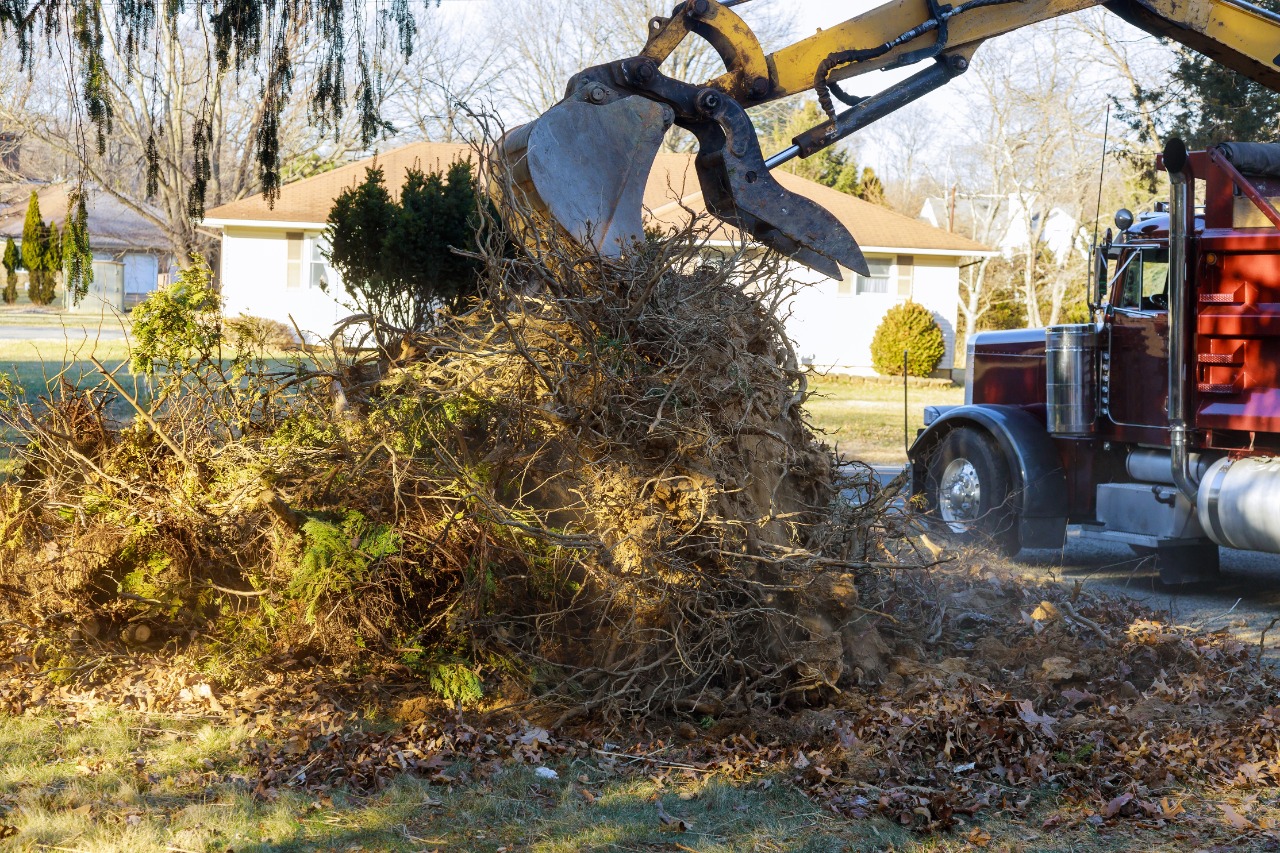 Top 4 Methods to Remove Stump Effortlessly with the Best Stump Removal Buffalo NY