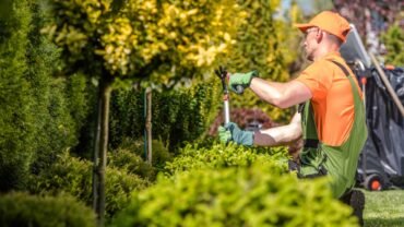 Common Tree Trimming Mistakes that can Be Harmful to the Trees