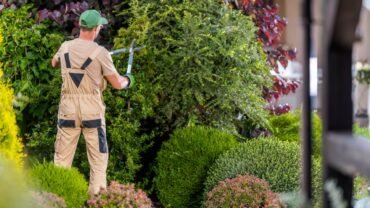 5 Incredible Benefits Of Regular Tree Trimming