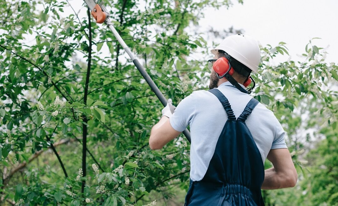 Beneficent Guide On Why And How To Trimming Young Trees