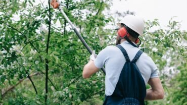 Beneficent Guide On Why And How To Trimming Young Trees