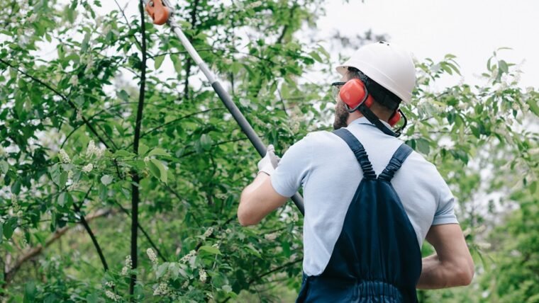 Beneficent Guide On Why And How To Trimming Young Trees