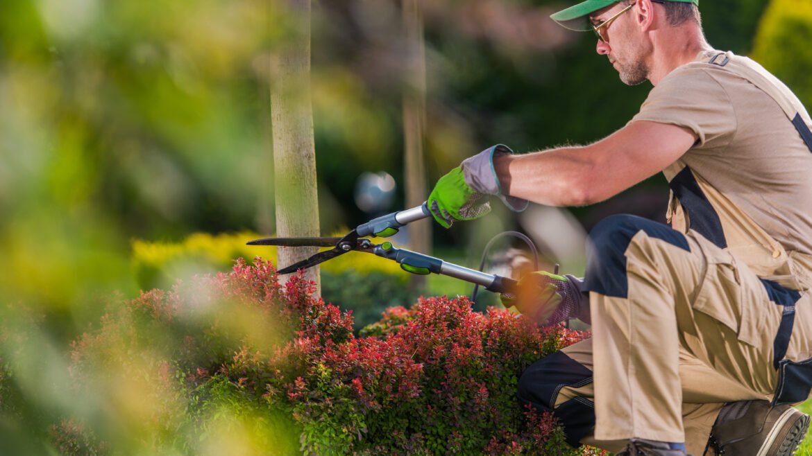 4 Most Common Tree Trimming Mistakes Homeowners Make