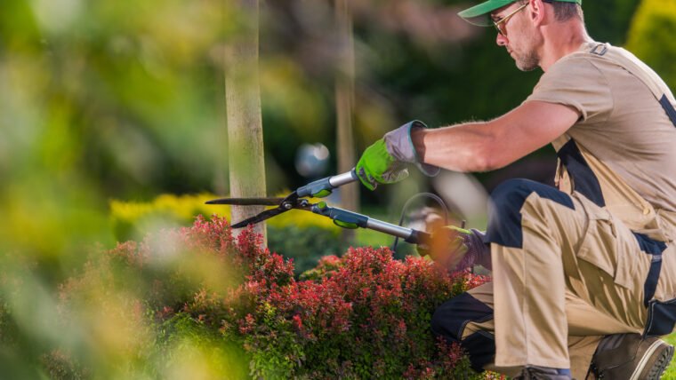 4 Most Common Tree Trimming Mistakes Homeowners Make