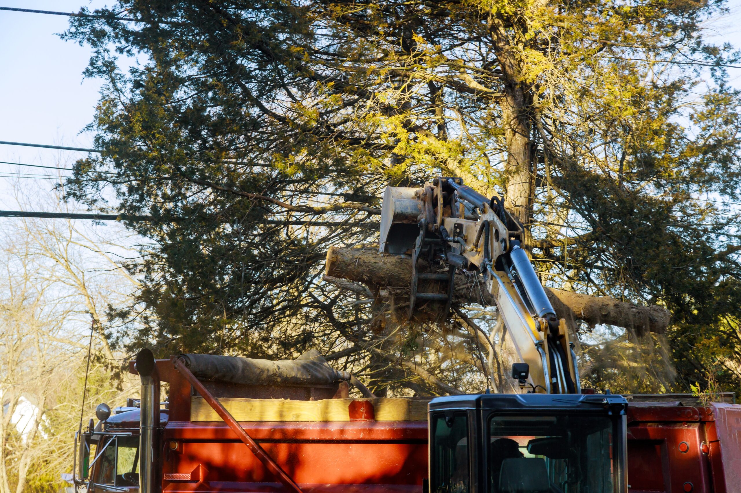 What Wondrous Benefits Does Tree Removal Services Bring For You And The Environment?