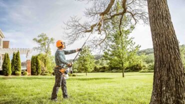 Tree Trimming Services: Should Tree Owners Pay Extra Heed To It?