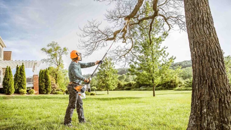 Tree Trimming Services: Should Tree Owners Pay Extra Heed To It?