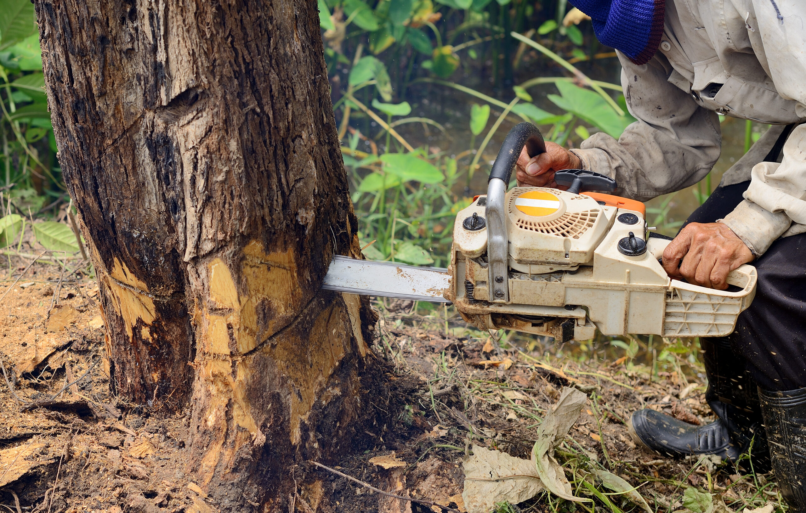 Benefits Of Hiring A Professional Tree Removal Service