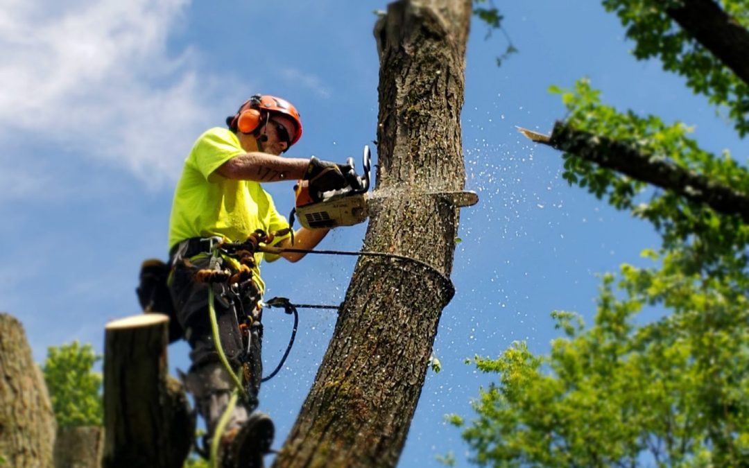Find A Reliable Tree Removal Company With These Quick Tips
