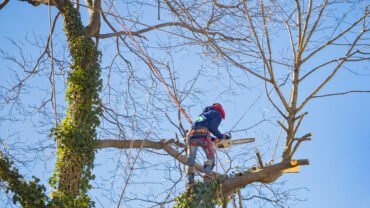 Crisis Situations That Calls For Urgent Tree Removal Services