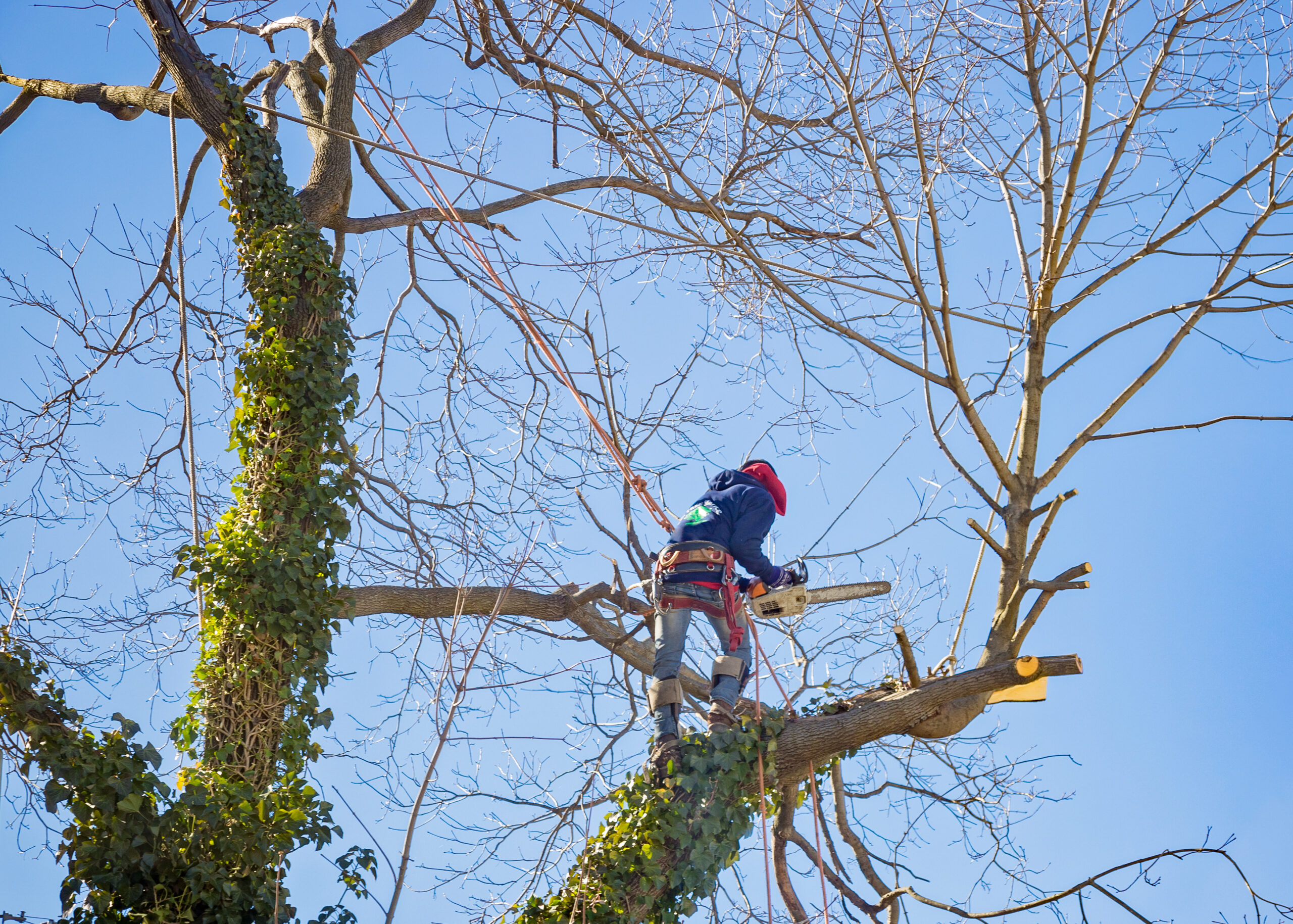 Crisis Situations That Calls For  Urgent Tree Removal Services