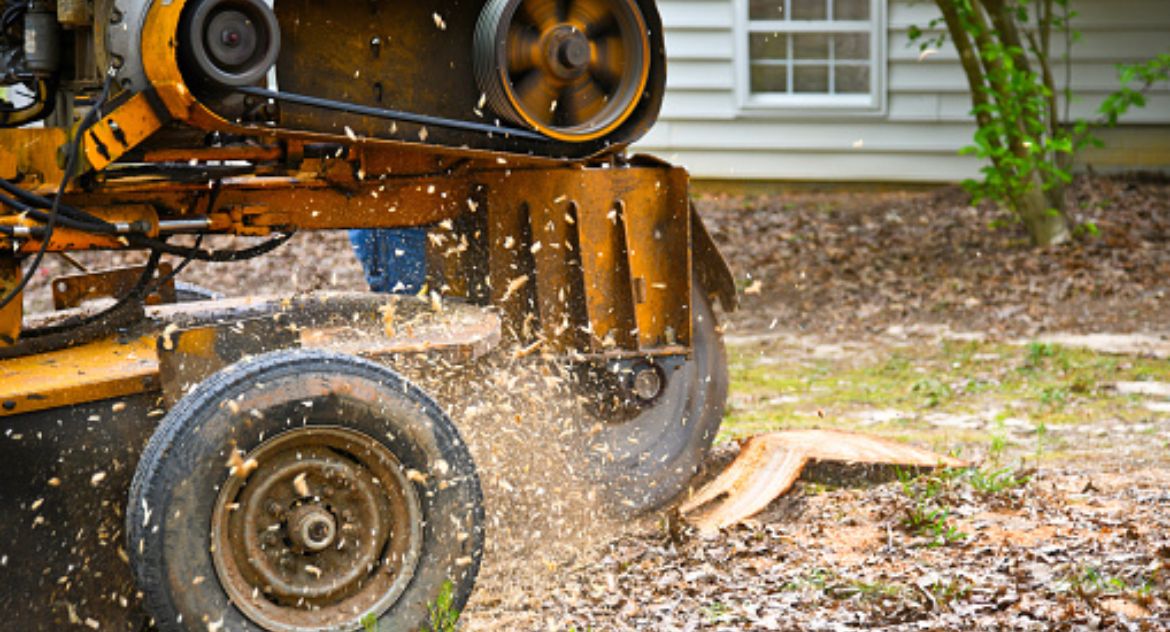 Get Tree Stumps Removal Service With A Specialized Team