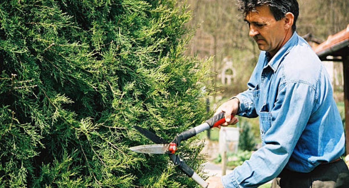Tree Trimming: Convincing Reasons On Why You Should Hire Professionals