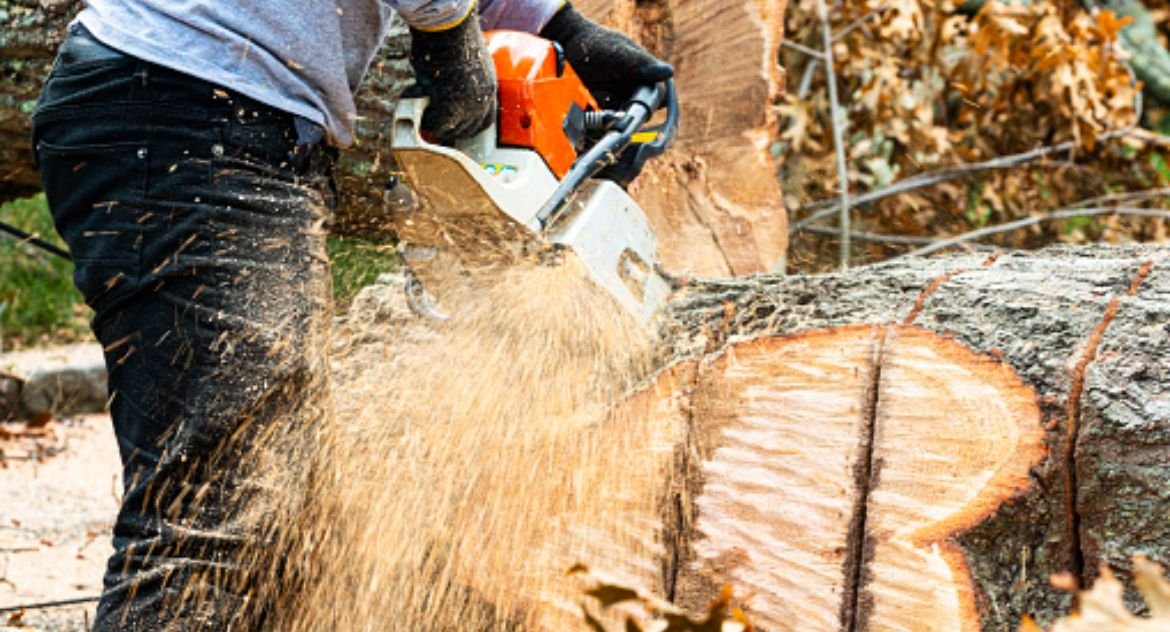 Removing Tree Stumps? Here’s What You Need to Know