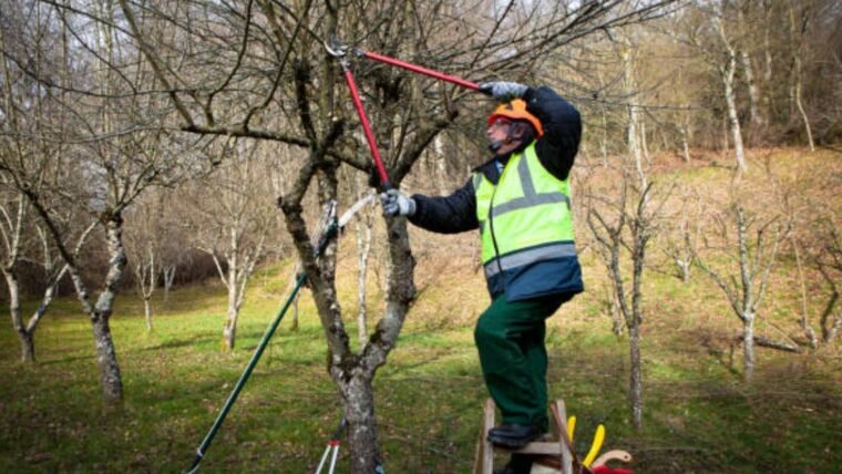 Tree Pruning Methods – How To Get The Most From Your Trees