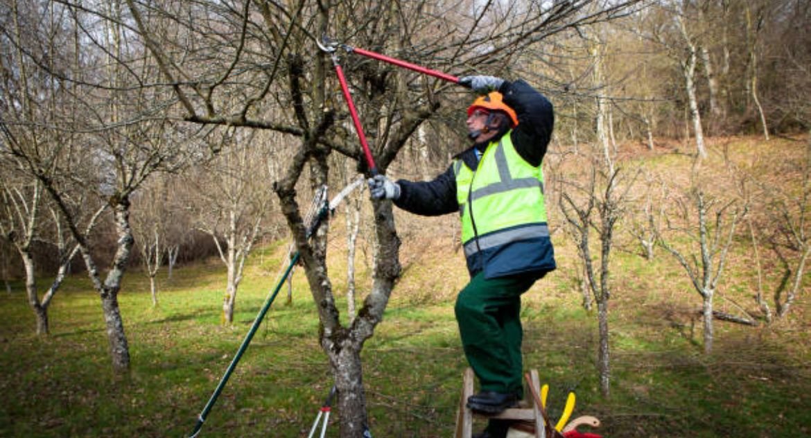 Tree Pruning Methods – How To Get The Most From Your Trees