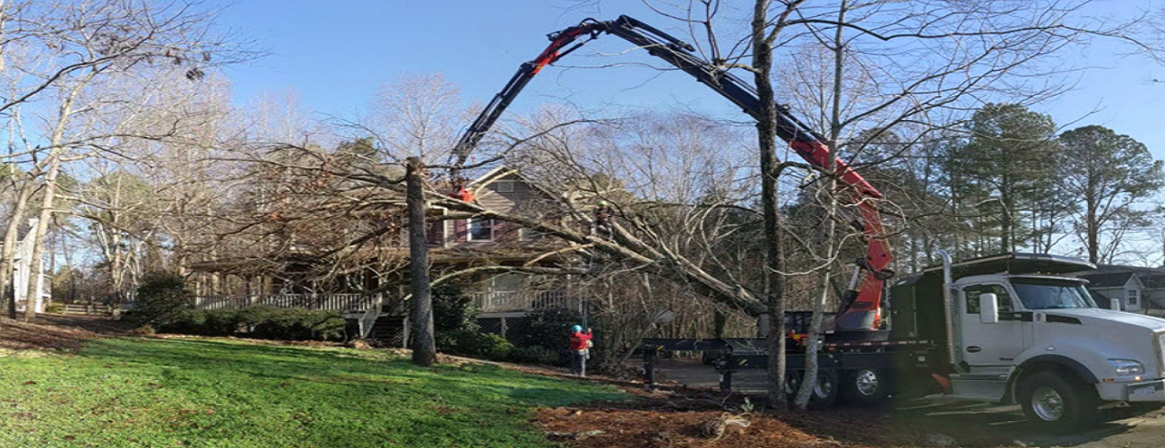Contemplate These Crucial Factors Before Picking a Tree Service