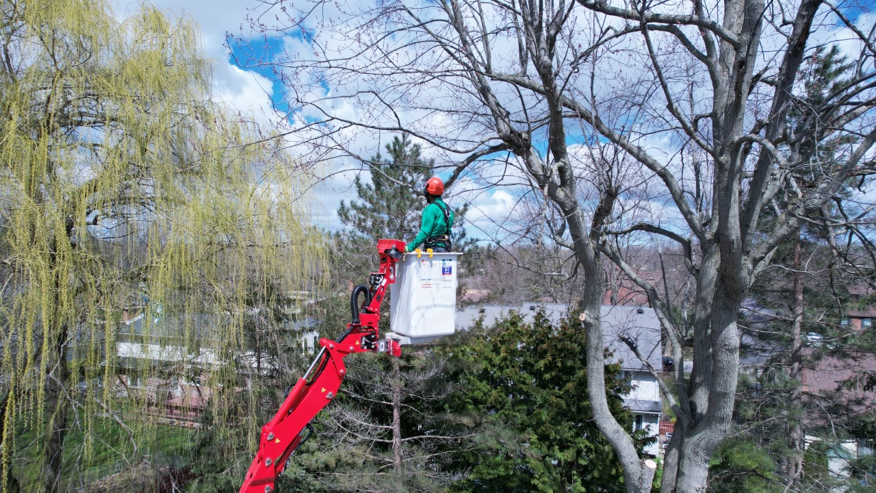 Preserve Your Trees with Expert Tree Services in Buffalo NY by Branch Specialists