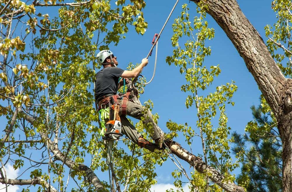 Unlock Your Trees Potential: The Benefits Of Tree Pruning Explained