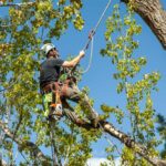 tree pruning service